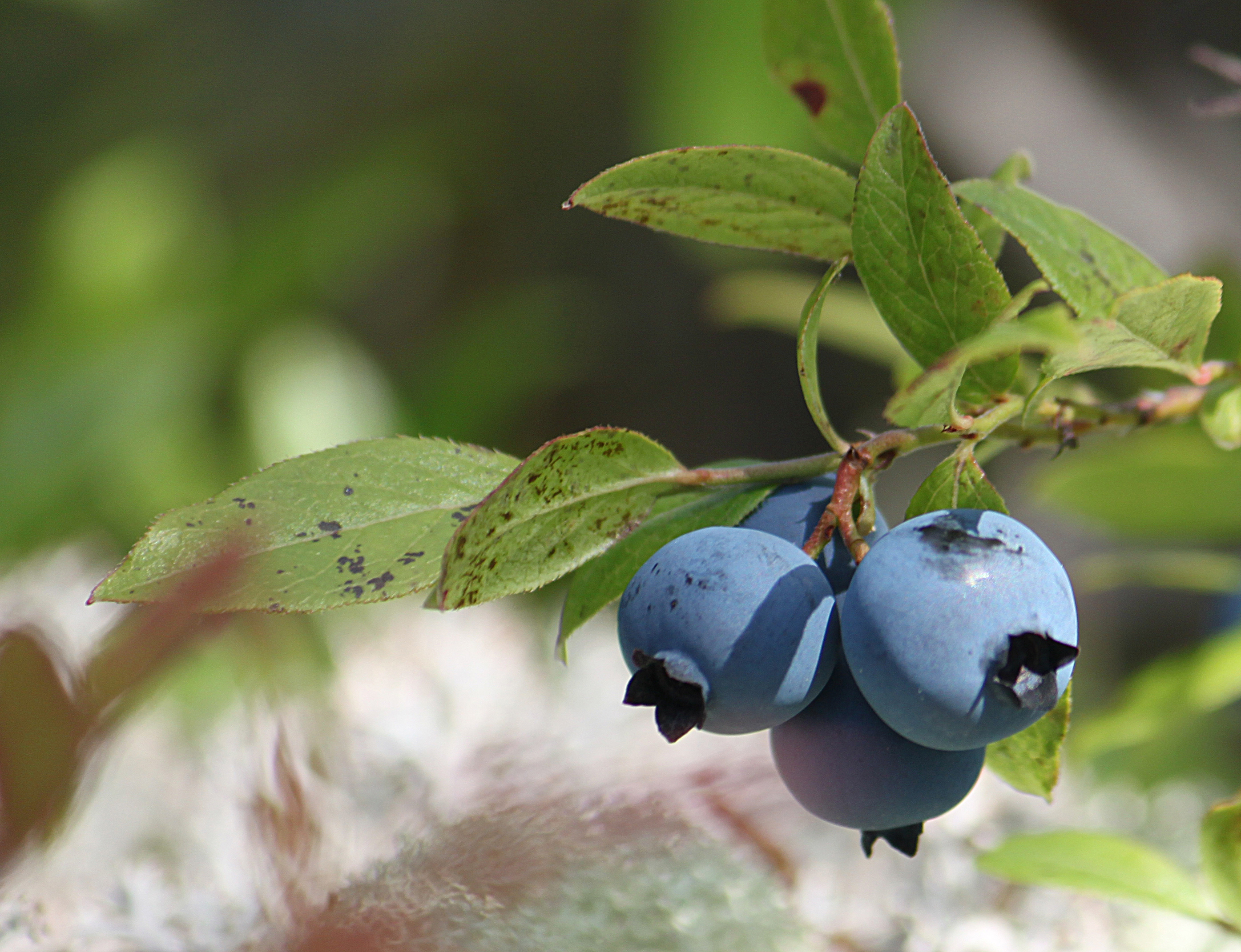 Wild blueberries